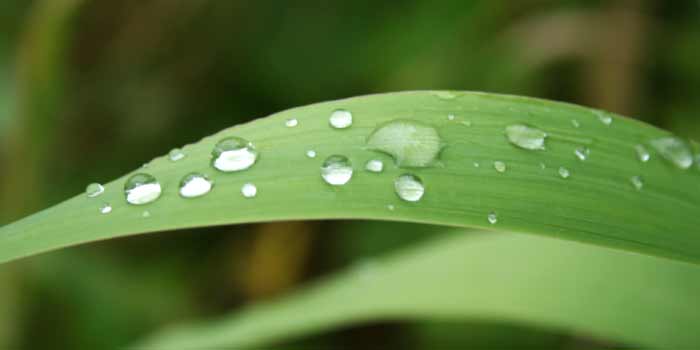 Dew drops on a green leaf.