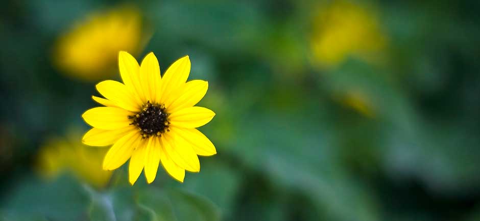 Yellow flower with blurred green background.